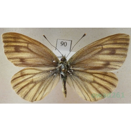 Pieris bryoniae (Hübner, 1806) female Bielinek bryonie Austria90